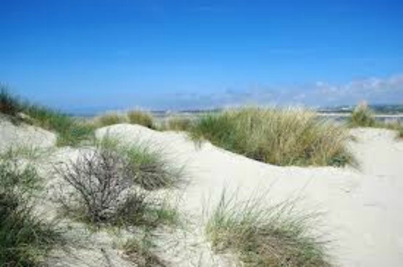 Le Touquet Sand Dunes
