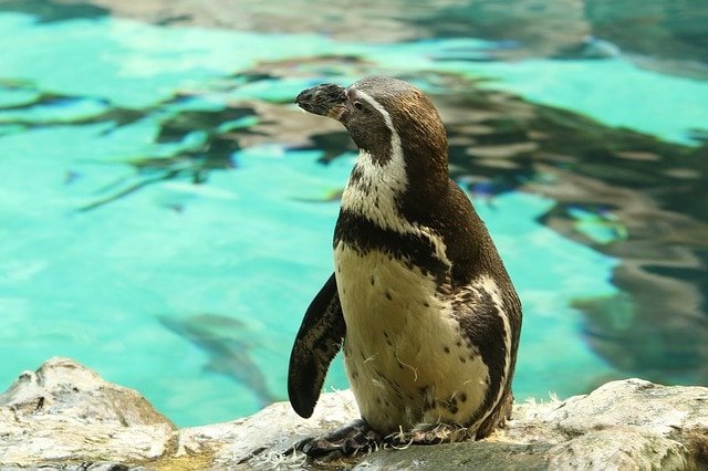 Penguin Nausicaa