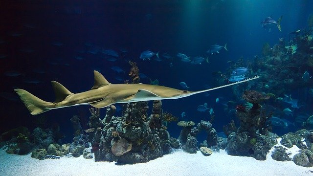 Sting_Ray Aquarium Nausicca Boulogne